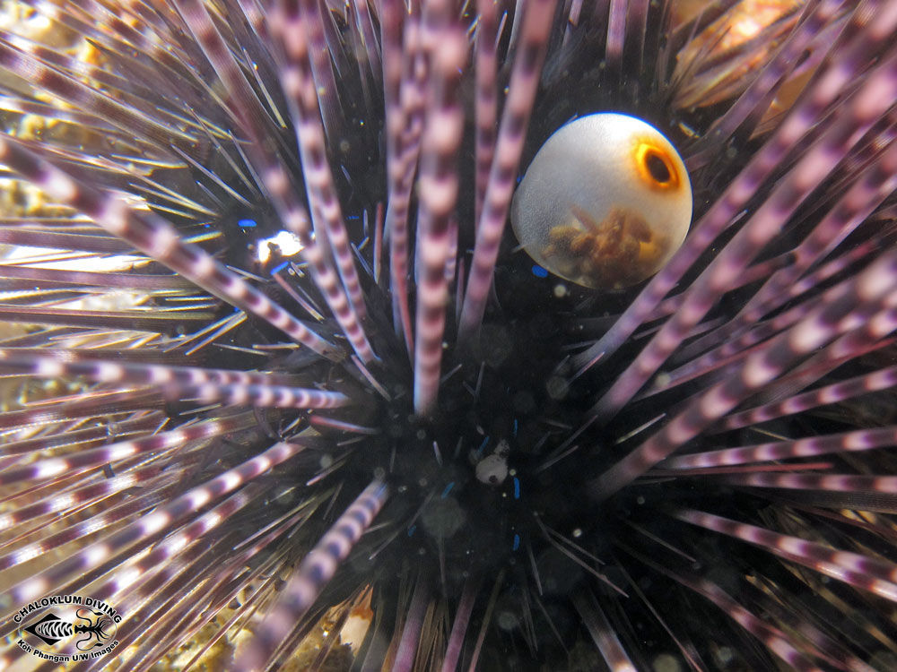 Image of Long-spined sea urchin