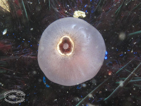 Image of Long-spined sea urchin