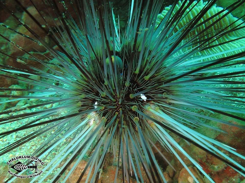 Image of Long-spined sea urchin