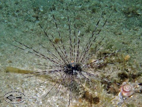 Image of Long-spined sea urchin