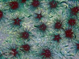 Image of Long-spined sea urchin