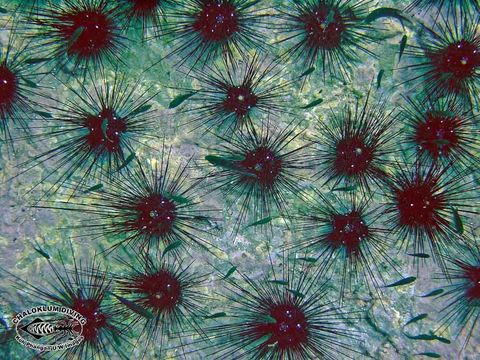 Image of Long-spined sea urchin