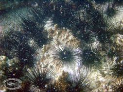 Image of Long-spined sea urchin