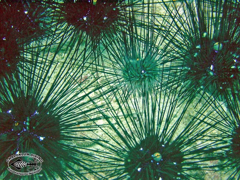 Image of Long-spined sea urchin