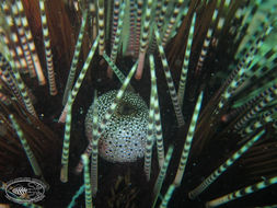 Image of banded sea urchin