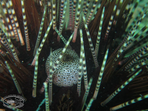 Слика од Echinothrix calamaris (Pallas 1774)