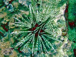 Image of banded sea urchin