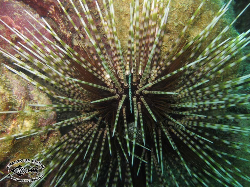 Image of banded sea urchin