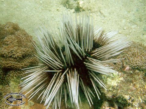 Image of banded sea urchin