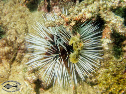 Image of banded sea urchin