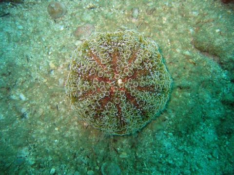 Image of Flower urchin