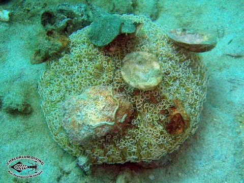 Image of Flower urchin