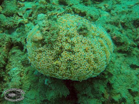 Image of Flower urchin