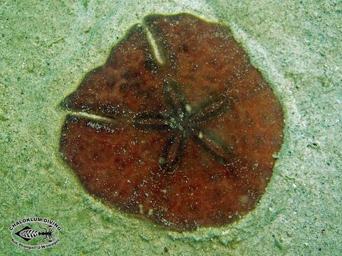 Image of Sand dollars