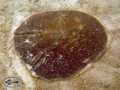 Image of Sand dollars