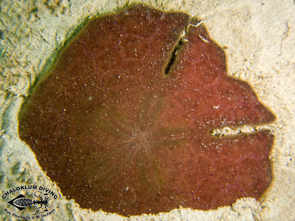 Image of Sand dollars