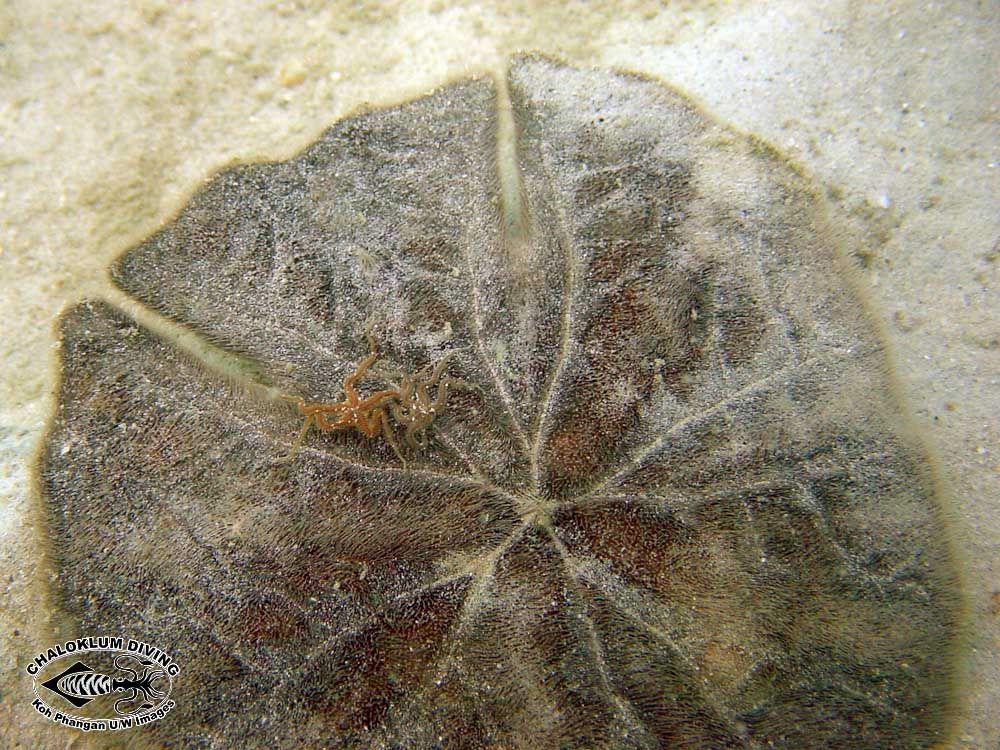 Image of Sand dollars