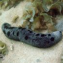 Image of Black sea cucumber