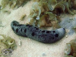 Image of Black sea cucumber