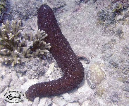 Слика од Holothuria (Mertensiothuria) leucospilota (Brandt 1835)