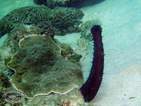 Image of White Thread Fish