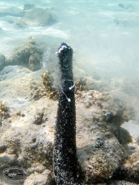 Image of White Thread Fish