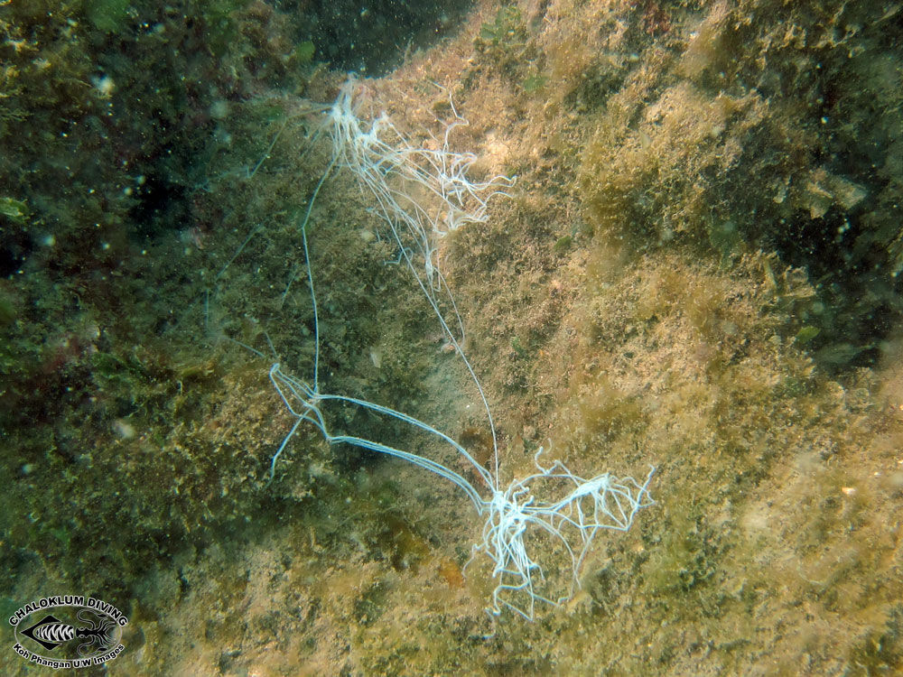 Image of White Thread Fish