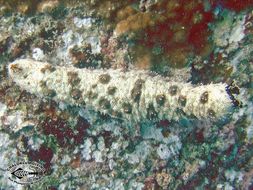 Image of Graeffe's Sea Cucumber