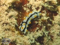 Image of Graeffe's Sea Cucumber