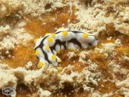 Image of Graeffe's Sea Cucumber