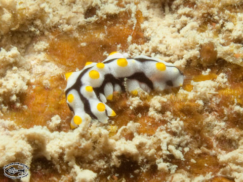 Pearsonothuria graeffei (Semper 1868) resmi