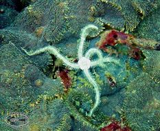 Image of brittle stars and basket stars