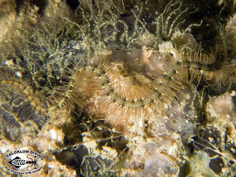 Image of brittle stars and basket stars