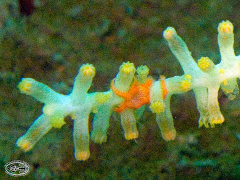 Image of brittle stars and basket stars