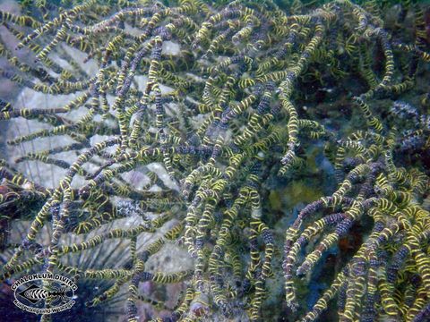 Image of brittle stars and basket stars