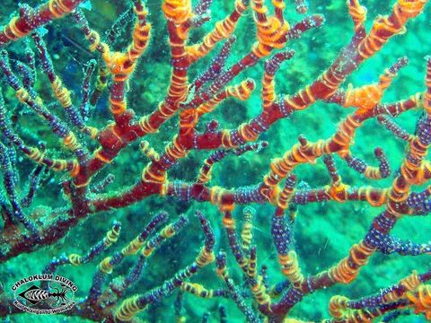 Image of brittle stars and basket stars