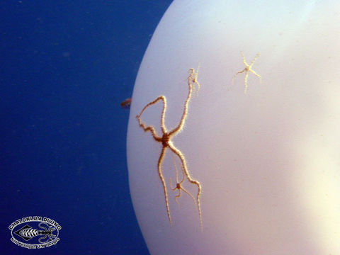 Image of brittle stars and basket stars