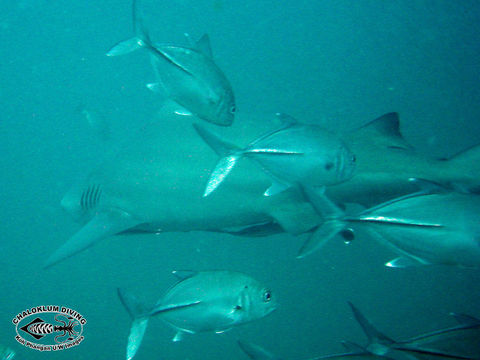 Image of Bull Shark