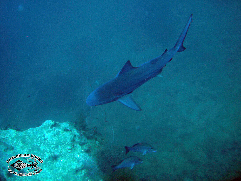 Image of Bull Shark