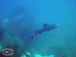 Image of Bull Shark