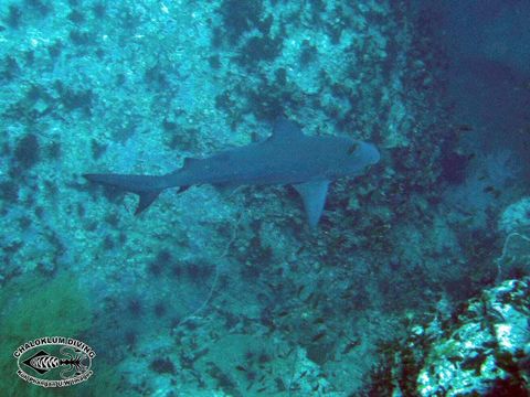 Image of Bull Shark