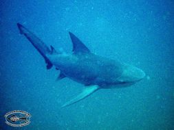 Image of Bull Shark