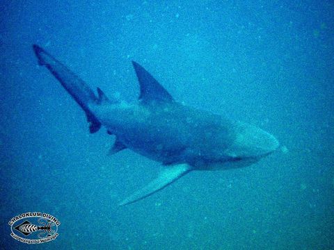 Image of Bull Shark