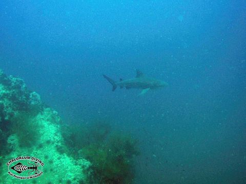 Image of Bull Shark