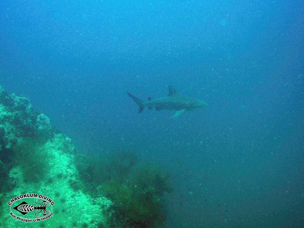 Image of Bull Shark