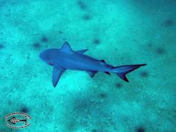 Image of Bull Shark