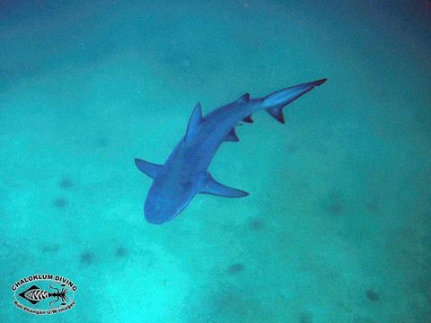 Image of Bull Shark