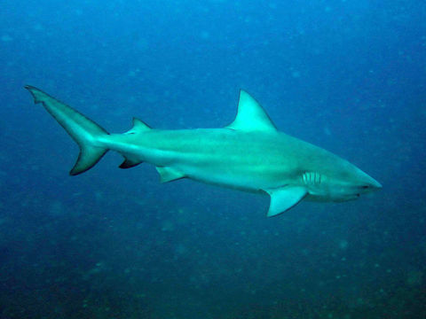 Image of Bull Shark