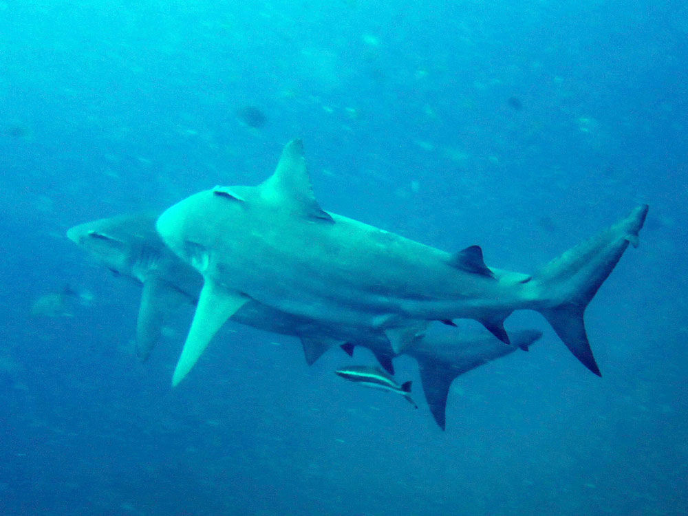 Image of Bull Shark