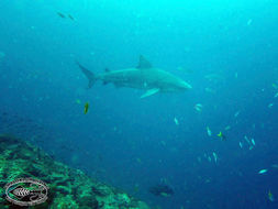 Image of Bull Shark